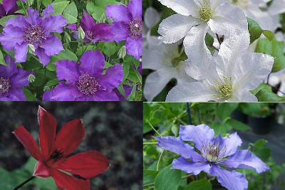 Clematis in Fall