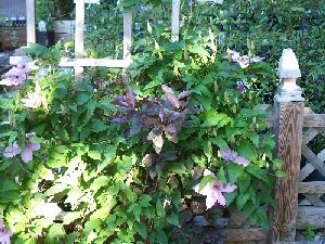 clematis and shrubs