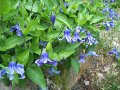 integrifolia