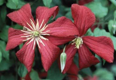 Mme. Julia Correvon Clematis
