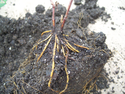 typical roots