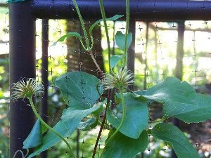 Supporting Your Clematis